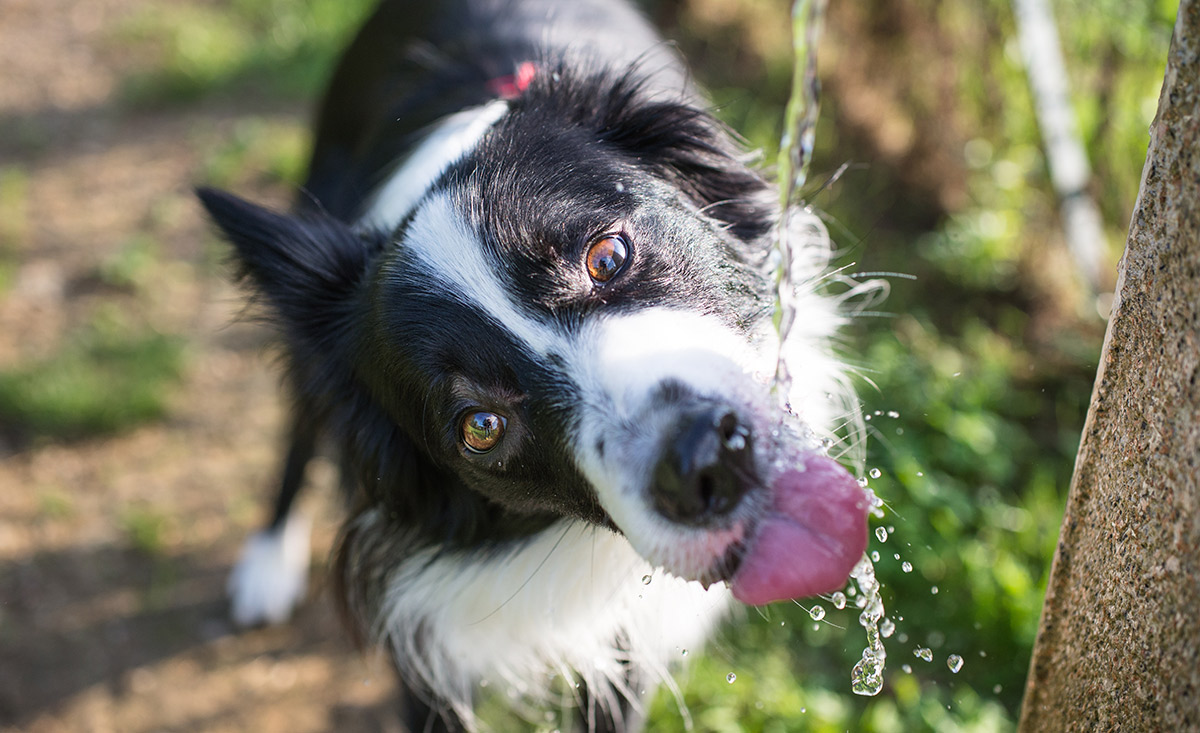 Urlaub mit Hund